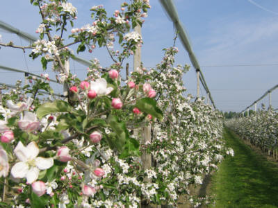 Apfelblüte 400